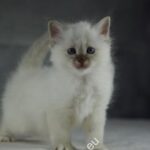 Sábacat Julia​ 11