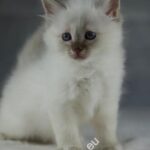 Sábacat Julia​ 10