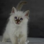 Sábacat Julia​ 12