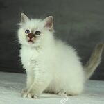 Sábacat Julia​ 13