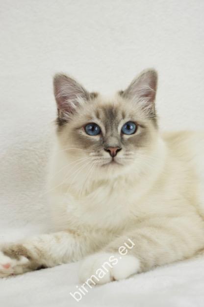 CH, Sábacat Betti, Hungarian Champion birman cica