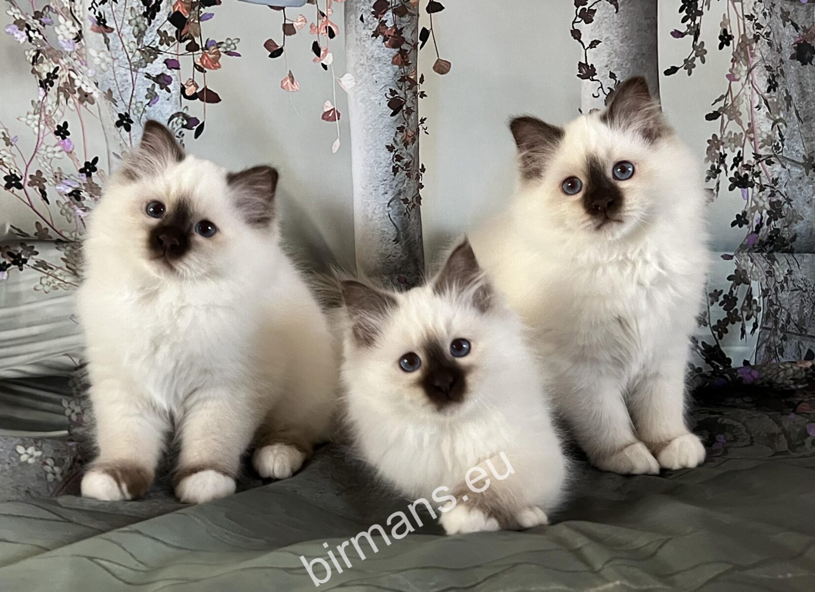 Gatitos Birmanos de la camada anterior de Saba - azul y seal point - WCF criador registrado Hungría