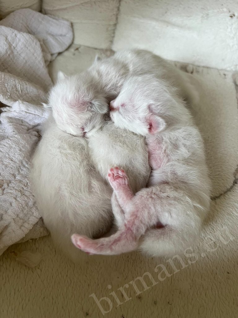 Gatitos Sagrados de Birmania de la camada Saba B6 acurrucados