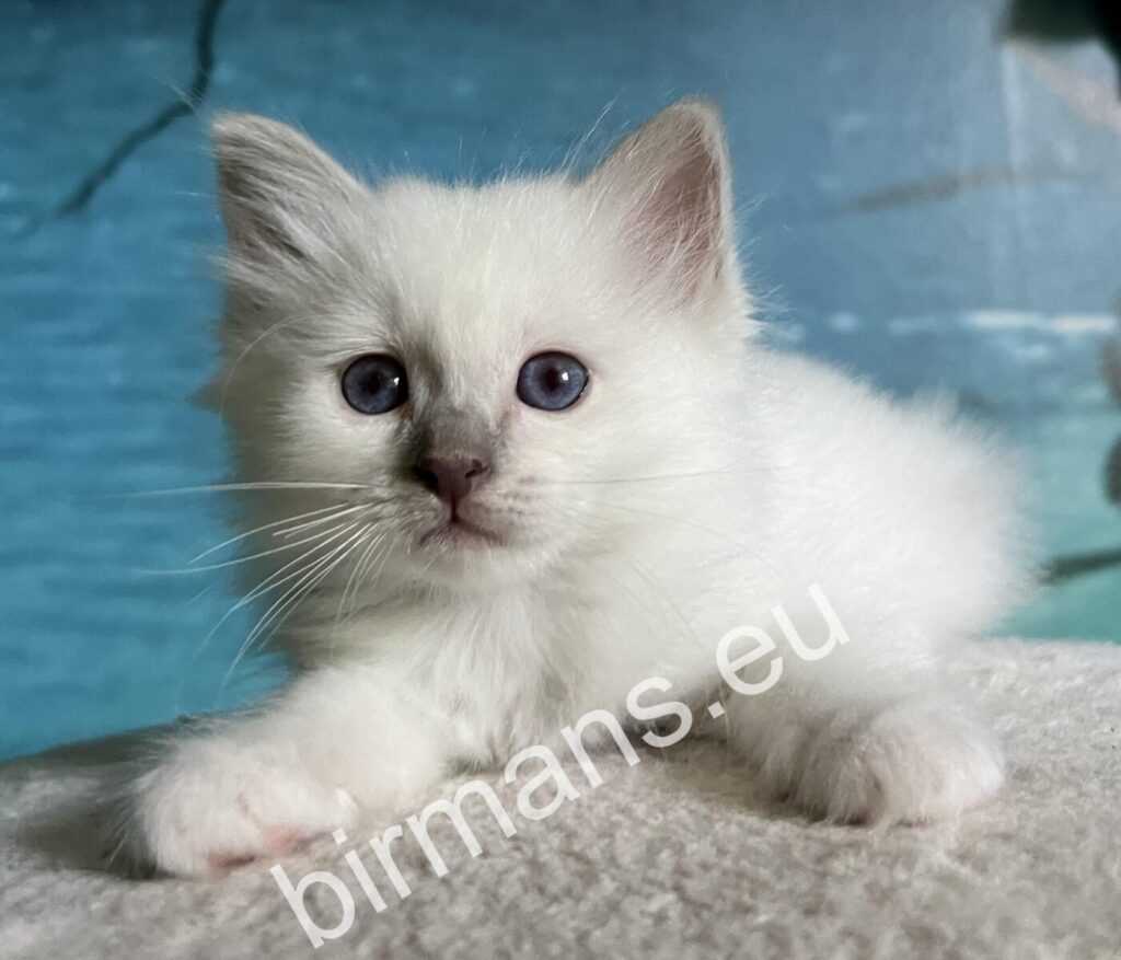 Gatito Birmano Sagrado de Birmania lilac point de 6 semanas