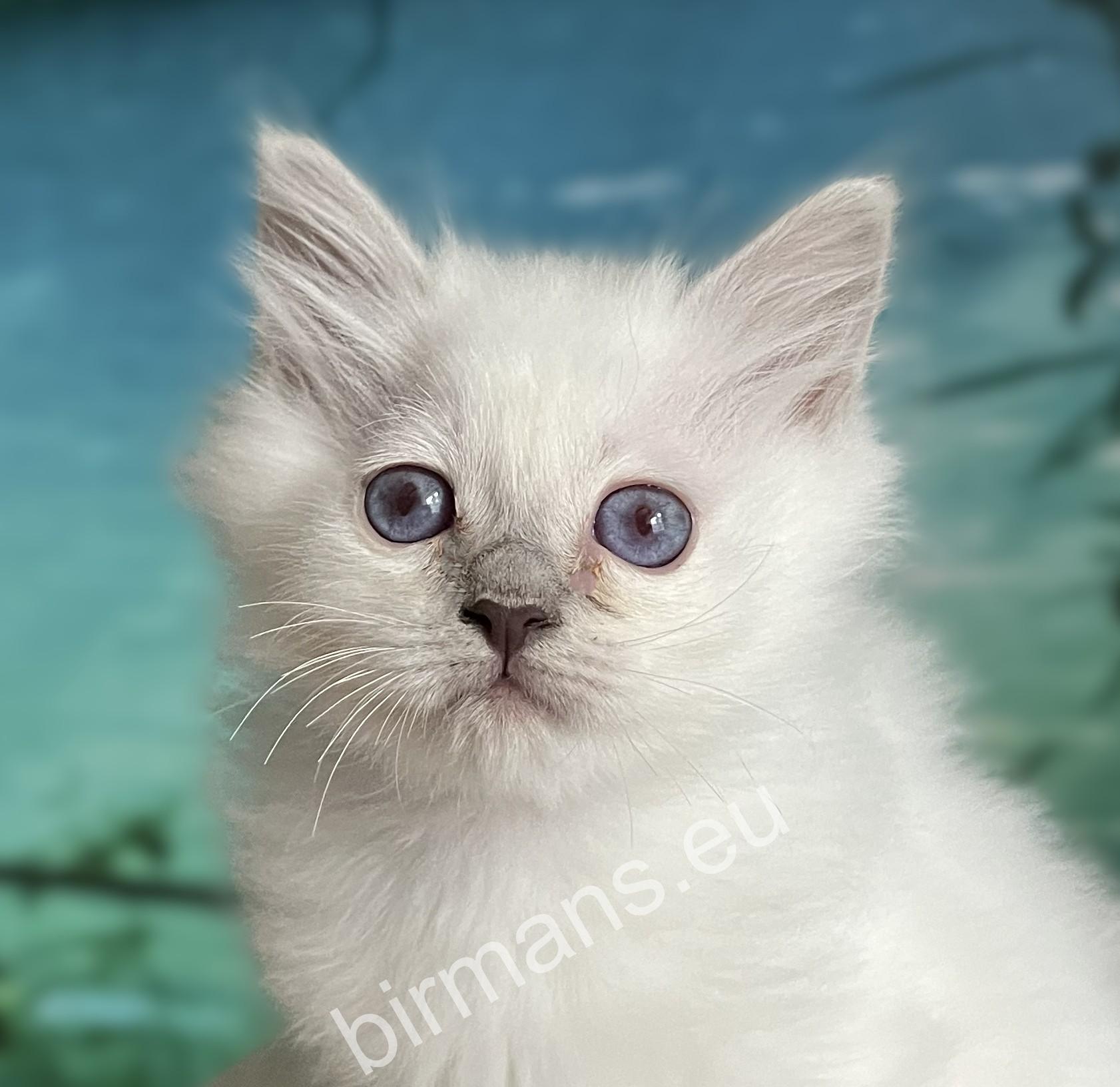 Retrato de gatito Birmano punto lila con ojos azules - Saba Urielle - Hungría criador