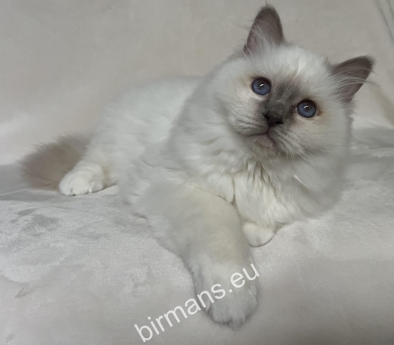 Gatos Birmanos tranquilos con luz natural - cría y registro responsables en el mundo del Saba Birmano