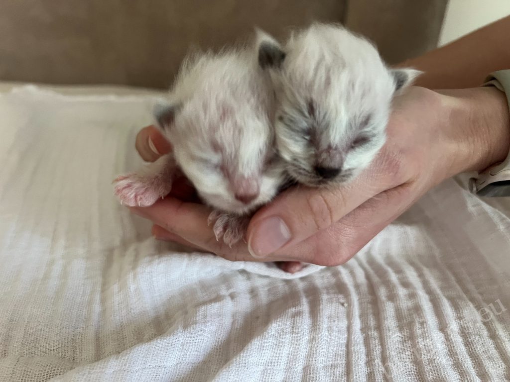 Gatitos Birmanos Saba recién nacidos de la camada X5 sostenidos en la palma de la mano en Hungría