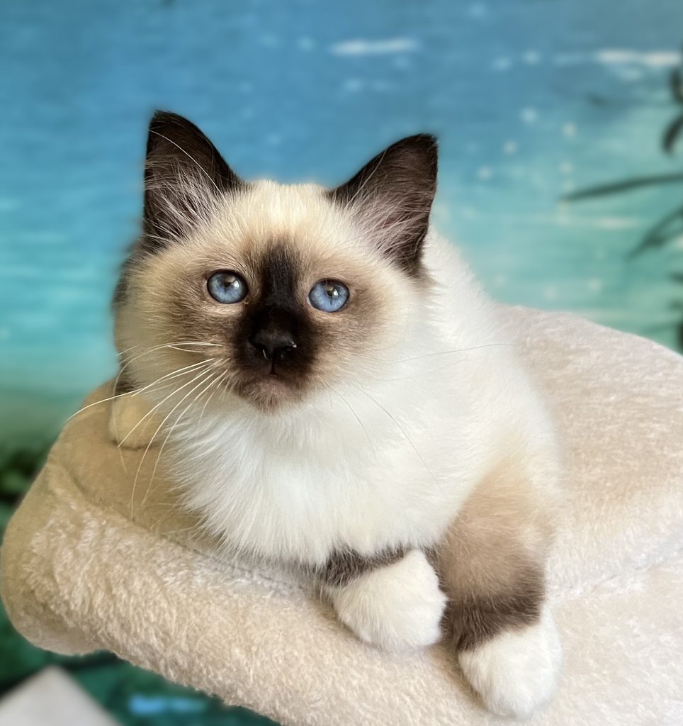 Gatita Sagrado de Birmania seal point disponible y reservable, Saba Yuna, ojos azul profundo