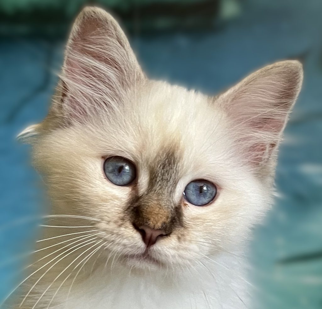 Primer plano del retrato de ojos de Saba Ysolde, gatita hembra atigrada chocolate disponible.