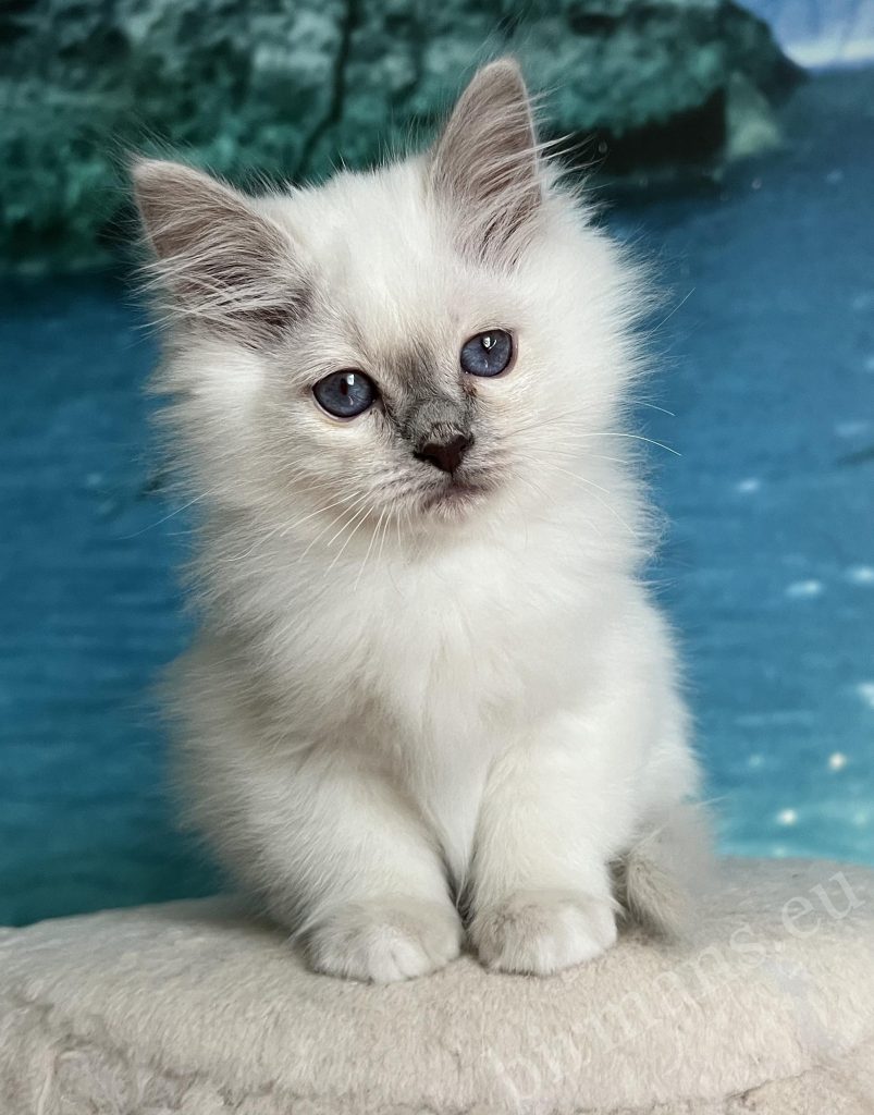 Saba Urielle lunares morados gatito birmano del templo sagrado gatito con ojos azules retrato