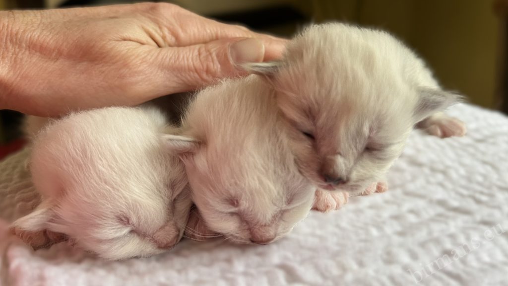 Gatitos Birmanos Saba recién nacidos de la camada W5 acariciados en Hungría