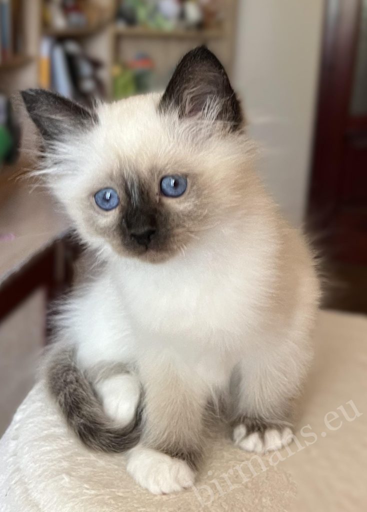 Saba Vico, gatito Birmano de 8 semanas, sentado, levantando una pata, en un momento tierno