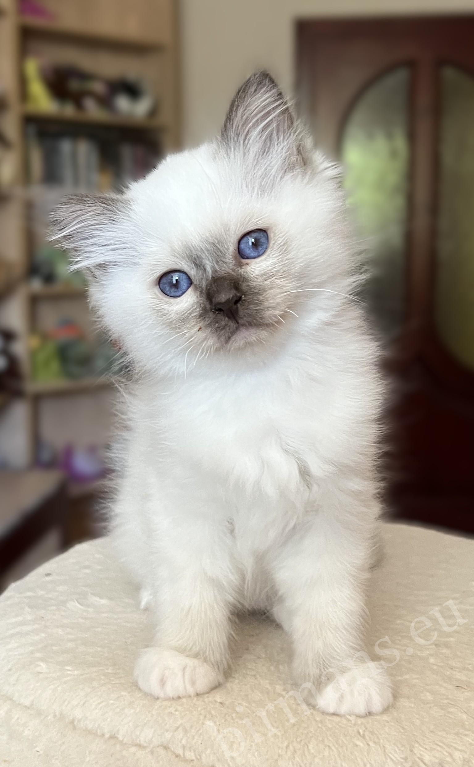 Saba Vela, gatita Birmana chocolate point de 8 semanas, en posición de pie