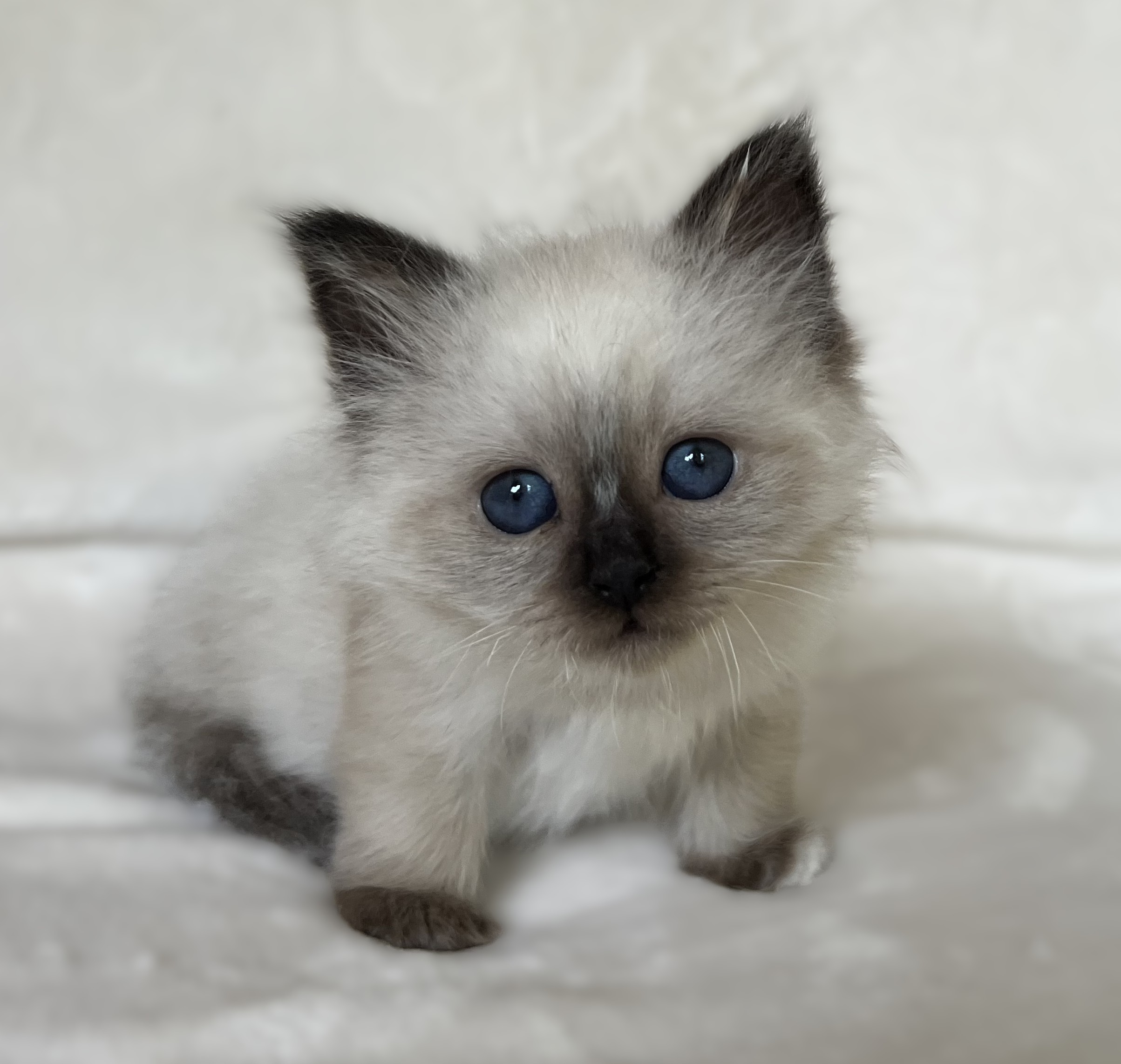 Saba Xylo, gatito birmano sagrado macho seal point con ojos azul profundo sobre fondo blanco