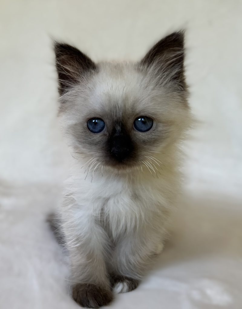 Saba Xylo gatito macho Sagrado de Birmania disponible
