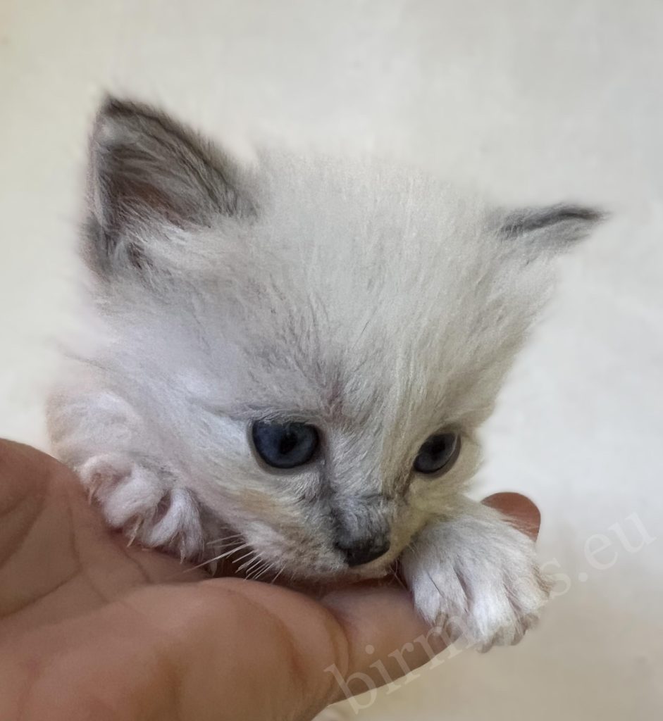 Saba Zeno, gatito macho de Sagrado de Birmania azul atigrado