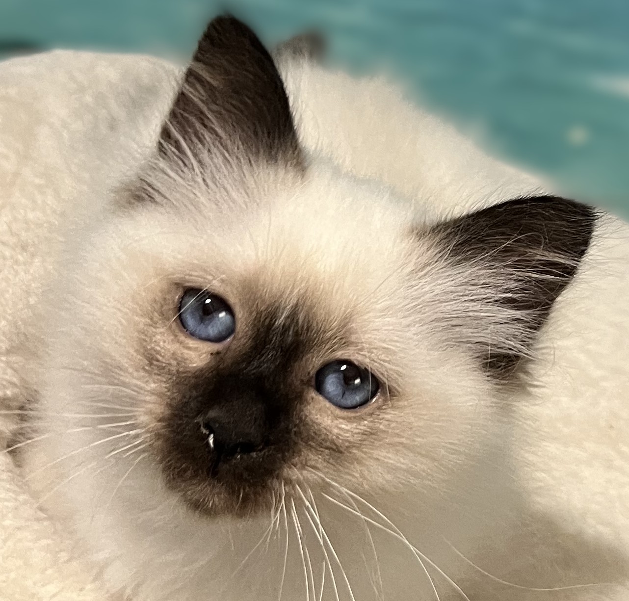 Saba Yuna, gatita Sagrado de Birmania disponible y reservable, en un retrato de cerca con hermosos ojos azul profundo