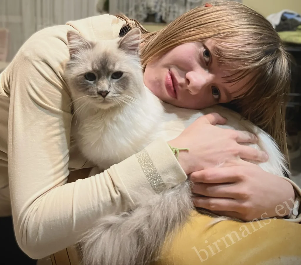 Retrato en primer plano de Anna y Yochi, el gato birmano campeón de Europa de la ECH