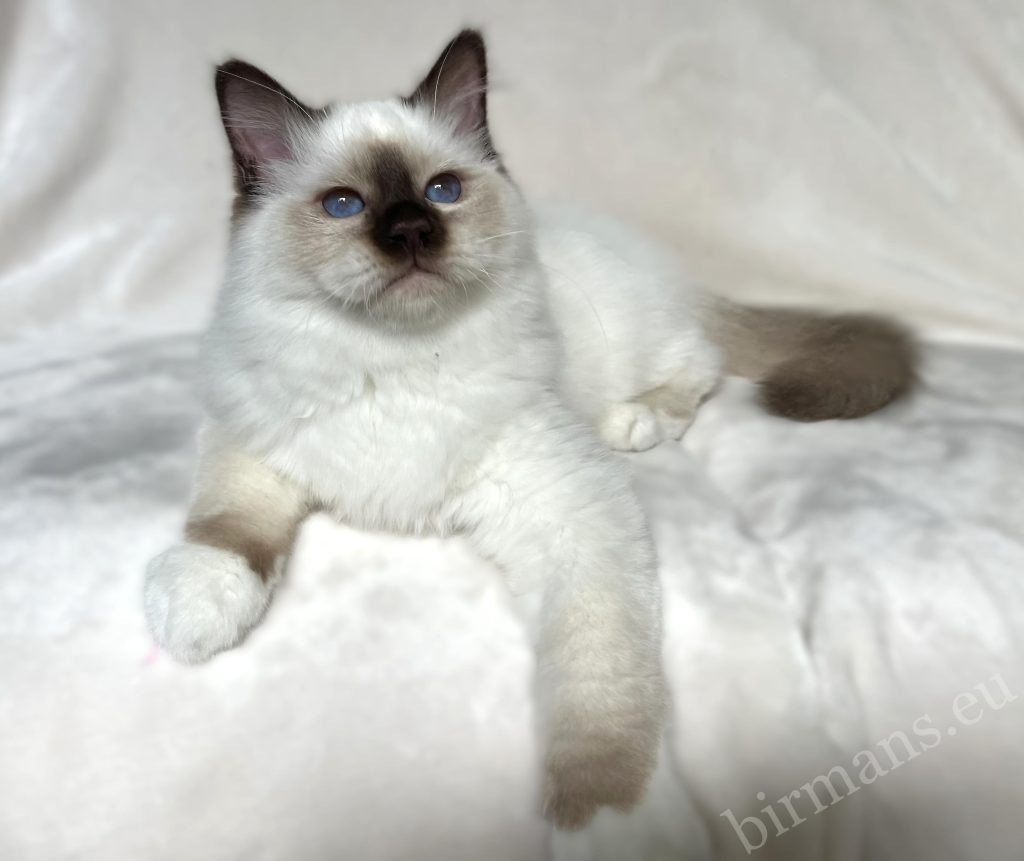 Gatito macho Saba Birman chocolate point en posición de descanso, con ojos azules – gato Sagrado de Birmania, fondo limpio