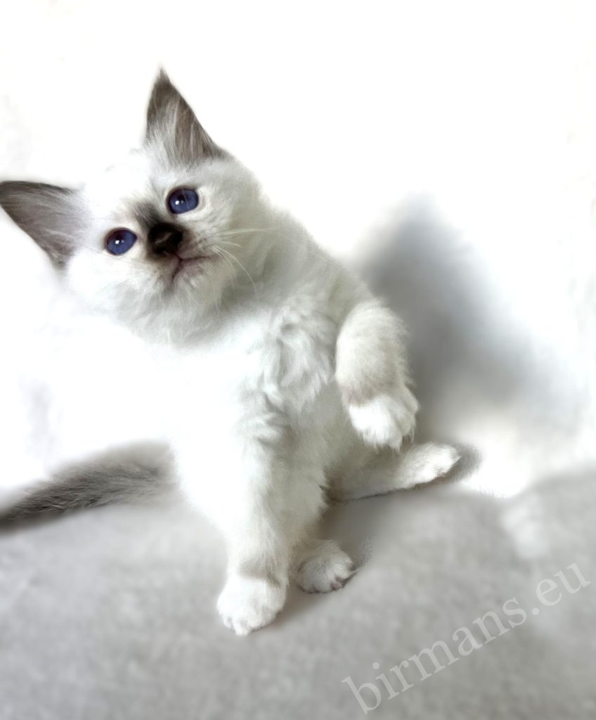 Gatito Sagrado de Birmania Saba con la pata levantada y ojos azules – momento juguetón y de búsqueda de conexión del gato Sagrado de Birmania