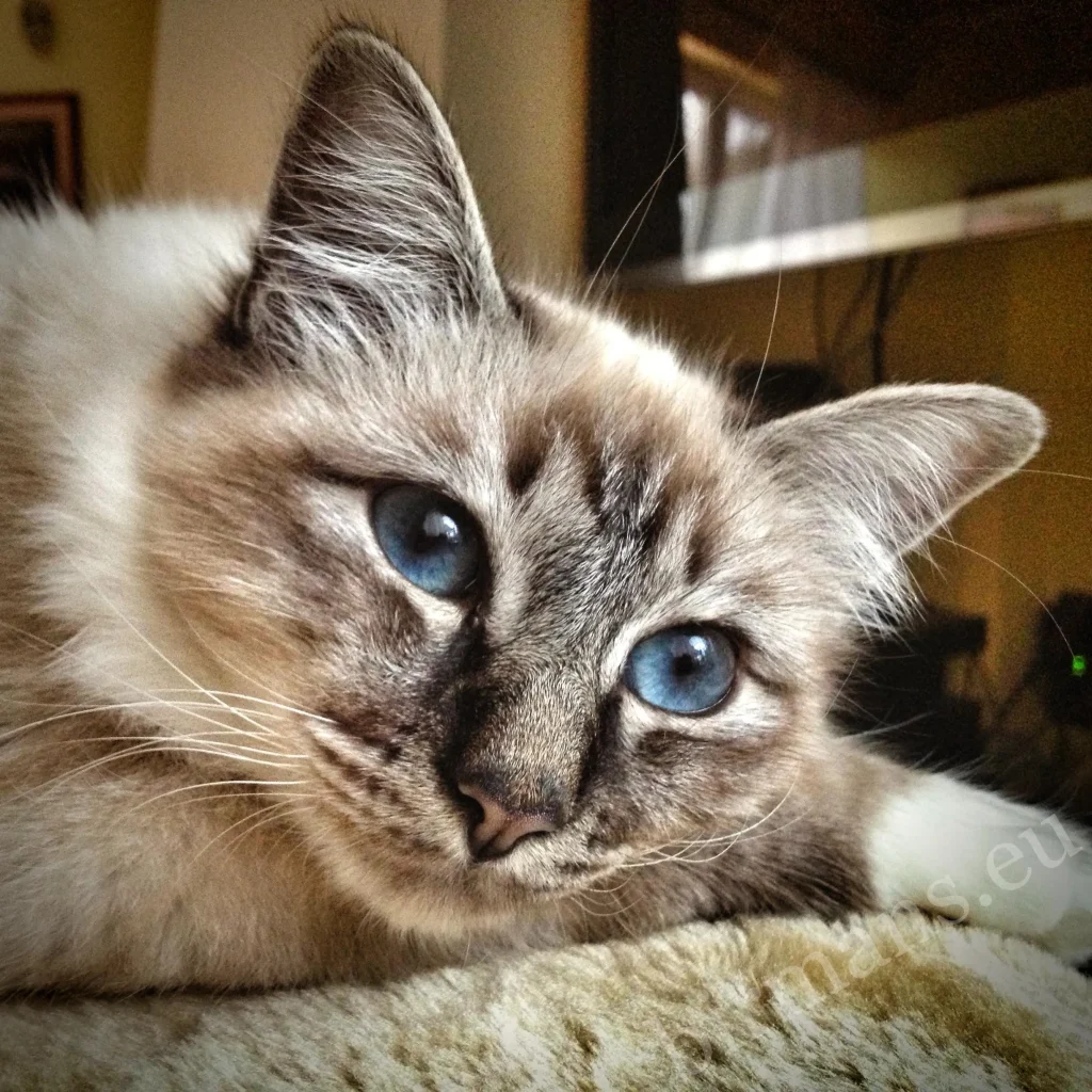 Retrato de cerca de Saba Birman Doroty, con ojos azul celeste, el primer gato birmano, 2012