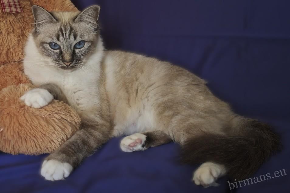 Saba Doroty Gato Sagrado de Birmania – la primera gata del criadero Saba Birman