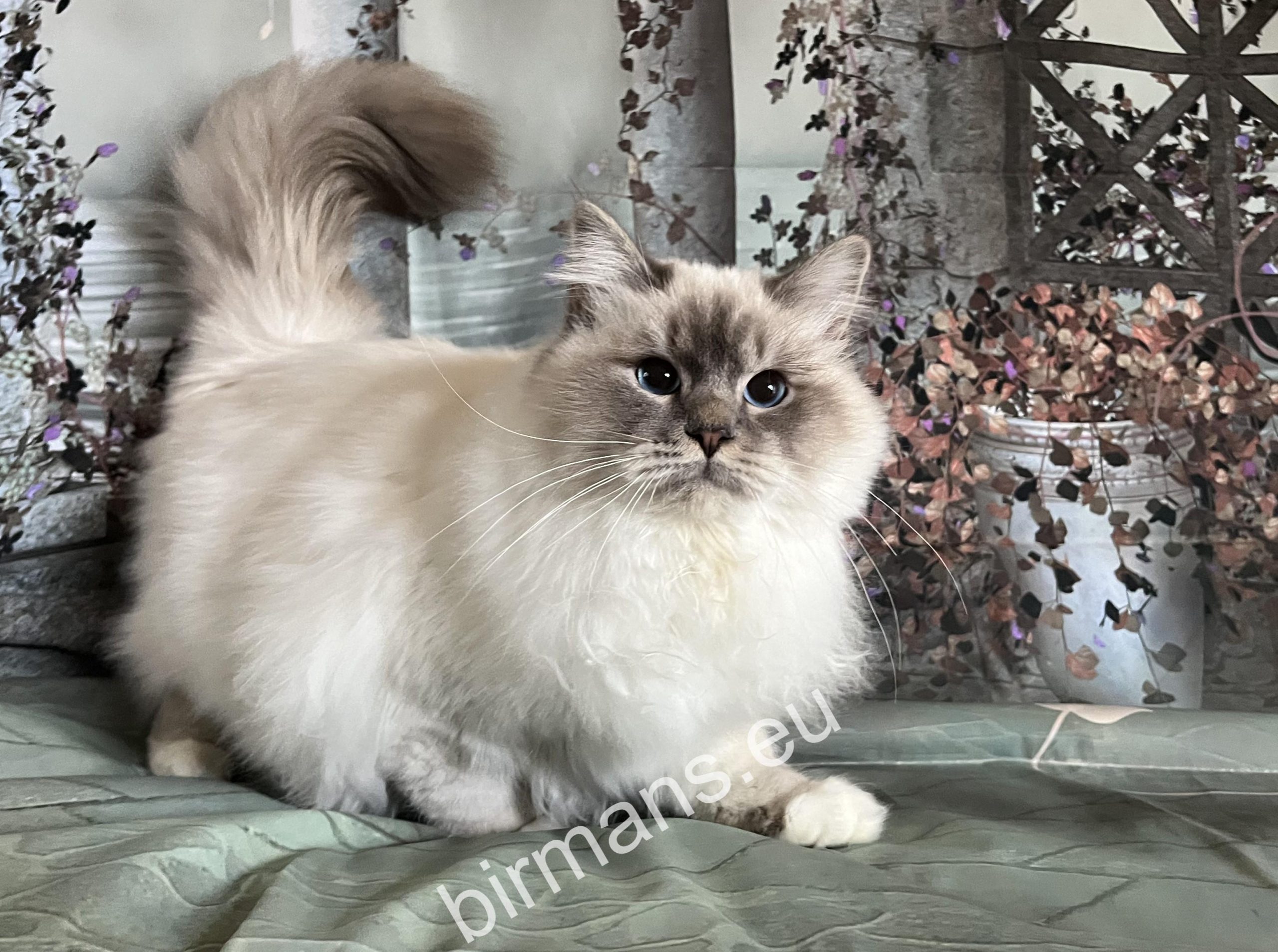 ECH Yochi de Matiyazur Fr of Saba blue tabby Birman macho – gato sagrado de Birmania