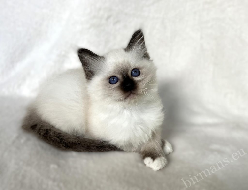 Retrato de gatito macho Saba Birman seal point, con ojos azul profundo – gato Sagrado de Birmania