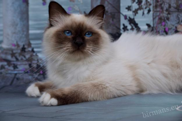 GICH Albafeles Darcy of Saba – retrato de Grand International Champion