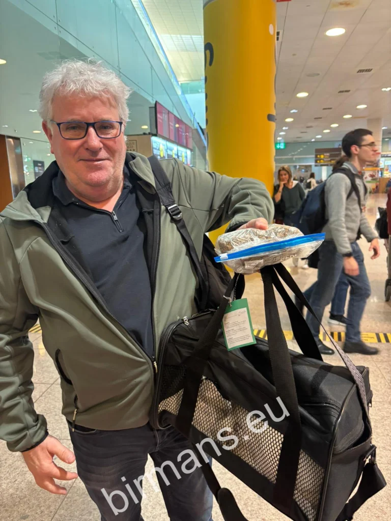 Entrega de cachorros de gato Sagrado de Birmania Saba Birman a su nueva familia en el aeropuerto de Barcelona – España