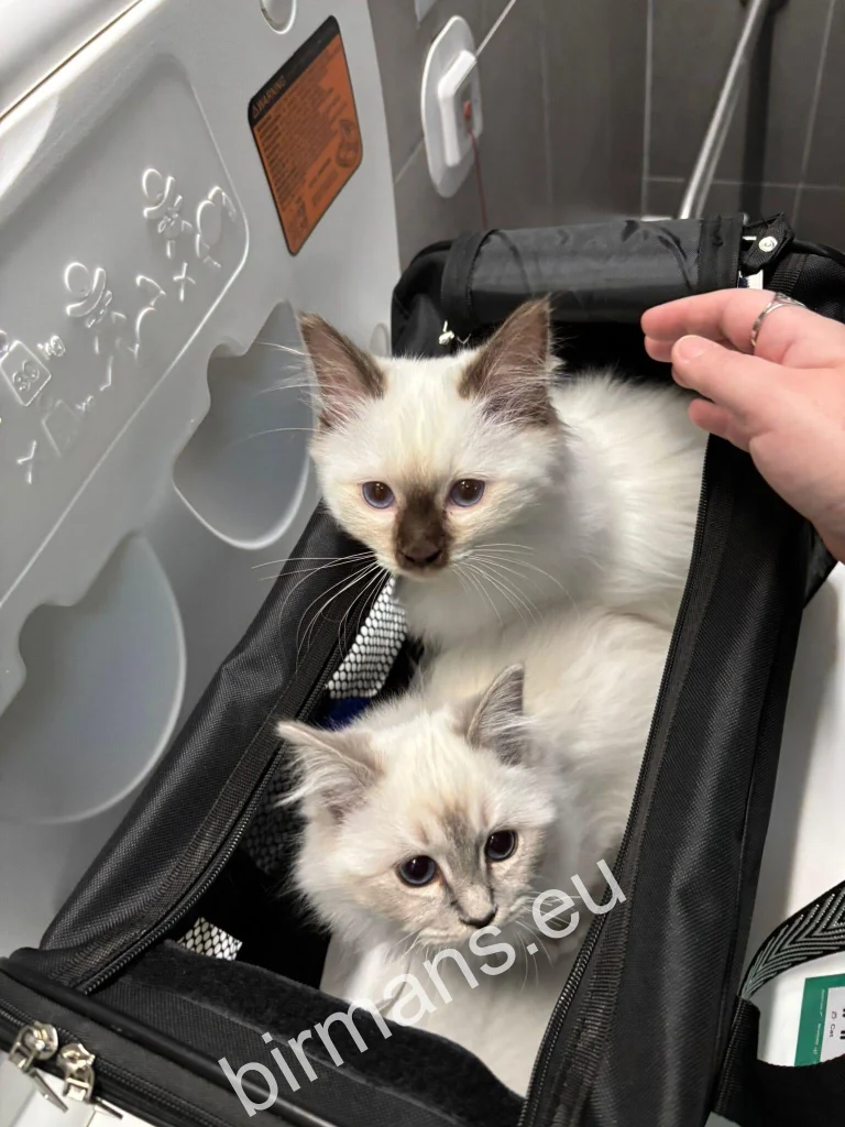 Gatitos birmanos Saba del templo sagrado birmano en caja de transporte en avión - viaje internacional para reunirse con su familia