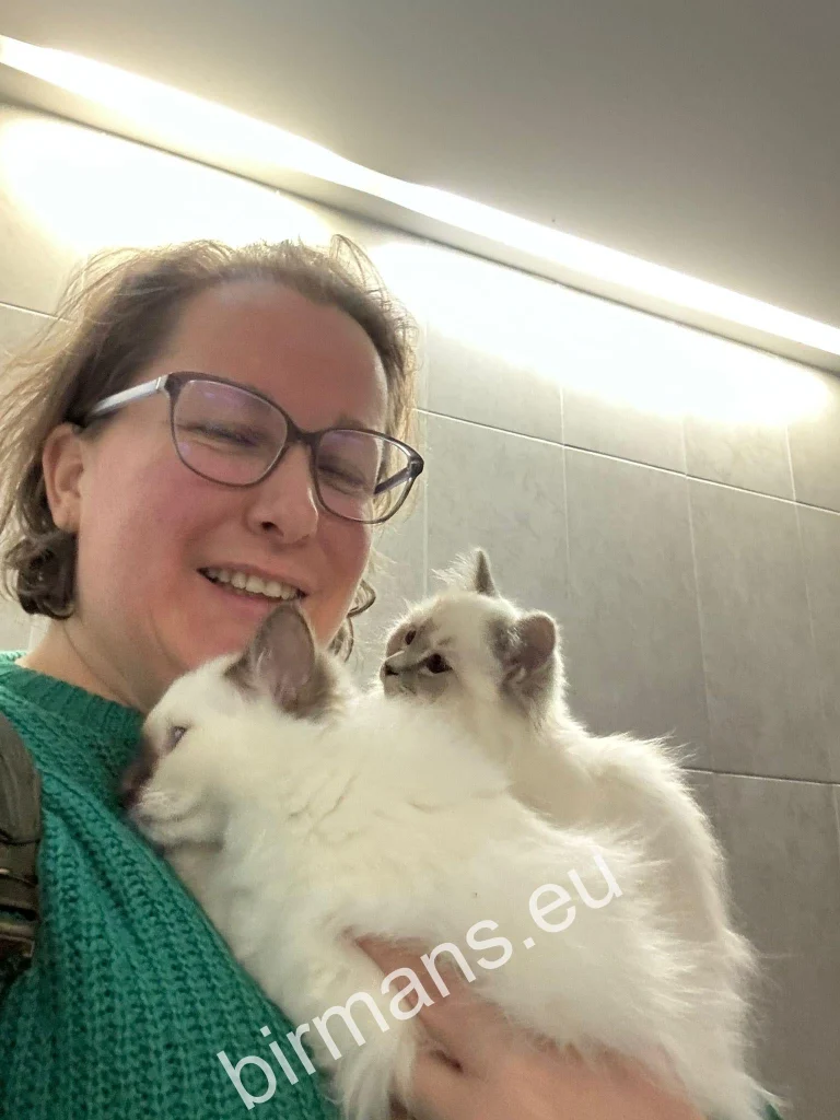 Los gatitos birmanos del Templo Sagrado de Saba Birman vuelan hacia sus nuevas familias - transporte internacional desde el criadero Saba Birman