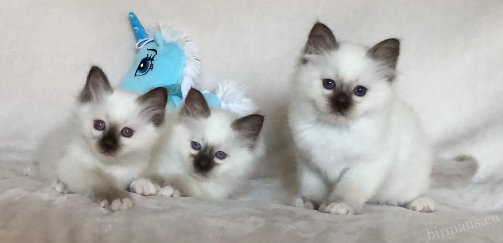 Gatitos Saba Birman sobre fondo blanco – gatitos de gato sagrado de Birmania