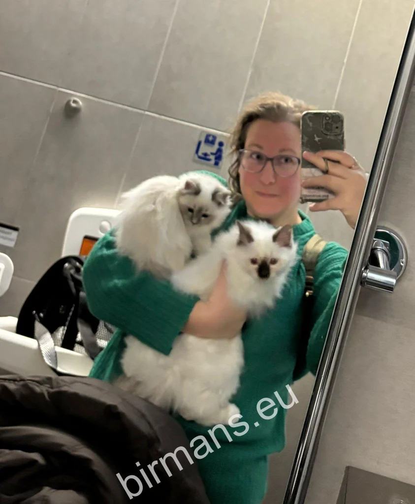 Cachorros de gato Sagrado de Birmania Saba Birman en el avión en brazos del transportista durante un viaje internacional