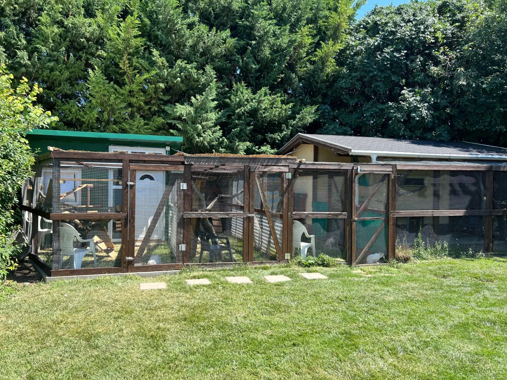 Gatos Saba Birman en un recinto al aire libre en verano, rodeados de naturaleza y bajo la luz del sol