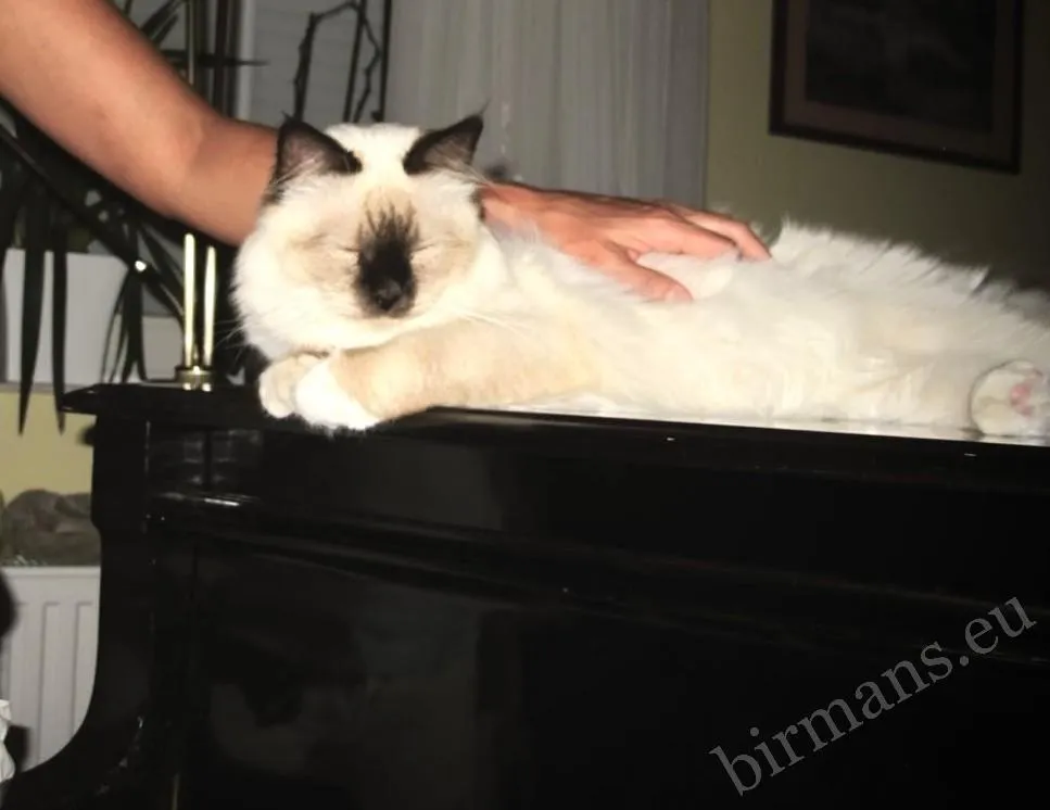 Saba, una gata birmana de color chocolate, descansa con los ojos cerrados sobre el piano, acariciada por una mano