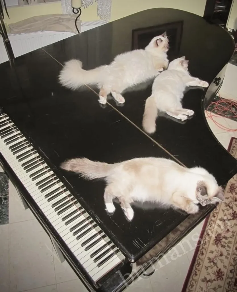 Tres gatos Saba Birman tumbados sobre un piano Steinweg en el salón