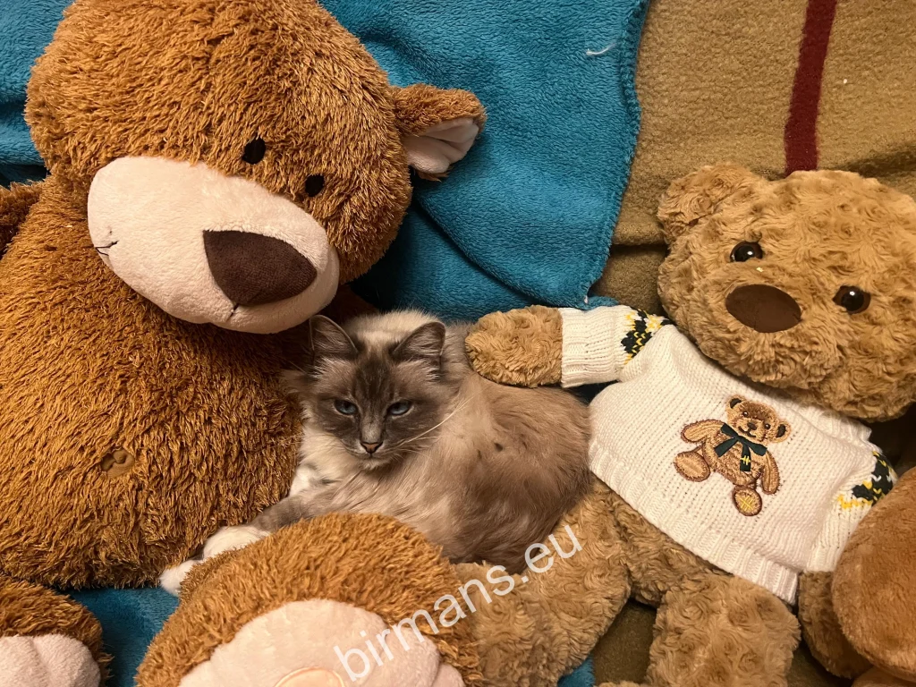 Gata Saba Birman entre peluches, en entorno familiar – ilustración de la crianza de cachorros en casa, cercana a las personas.