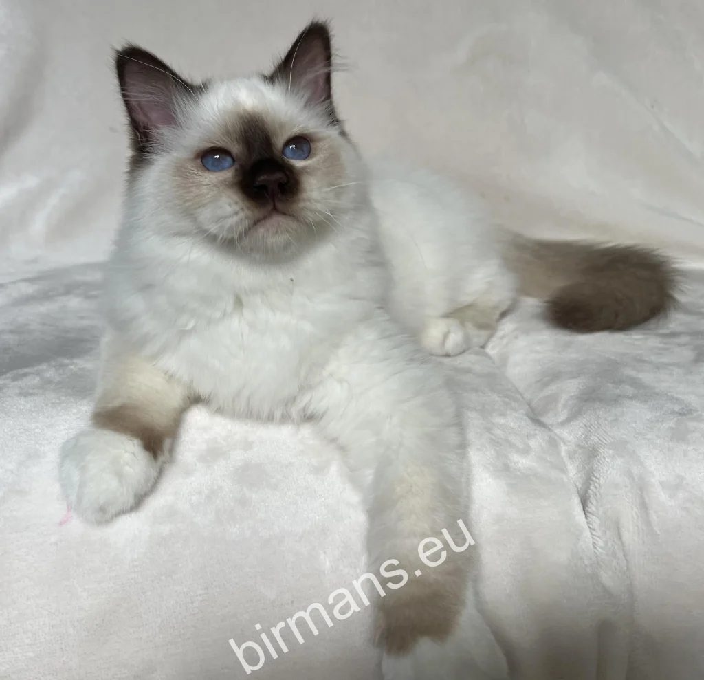 Cachorro de gato Sagrado de Birmania Saba Ocean Saba Birman antes de partir hacia su nuevo hogar suizo
