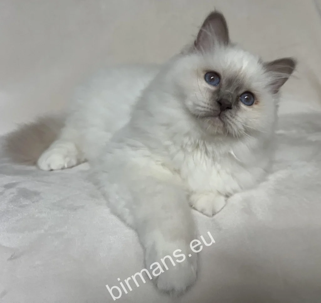 Cachorro de gato Sagrado de Birmania Saba Onyx Saba Birman antes de partir hacia su nueva familia suiza
