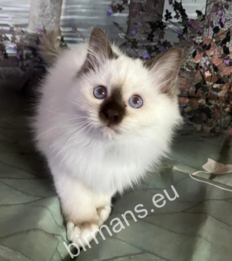 Cachorro de gato Sagrado de Birmania Saba Petur Saba Birman antes de partir hacia su nueva familia en España