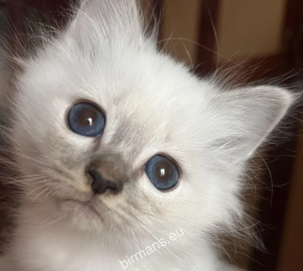 Cachorro de gato Sagrado de Birmania Saba Sienna Saba Birman antes de partir hacia su nueva familia en España
