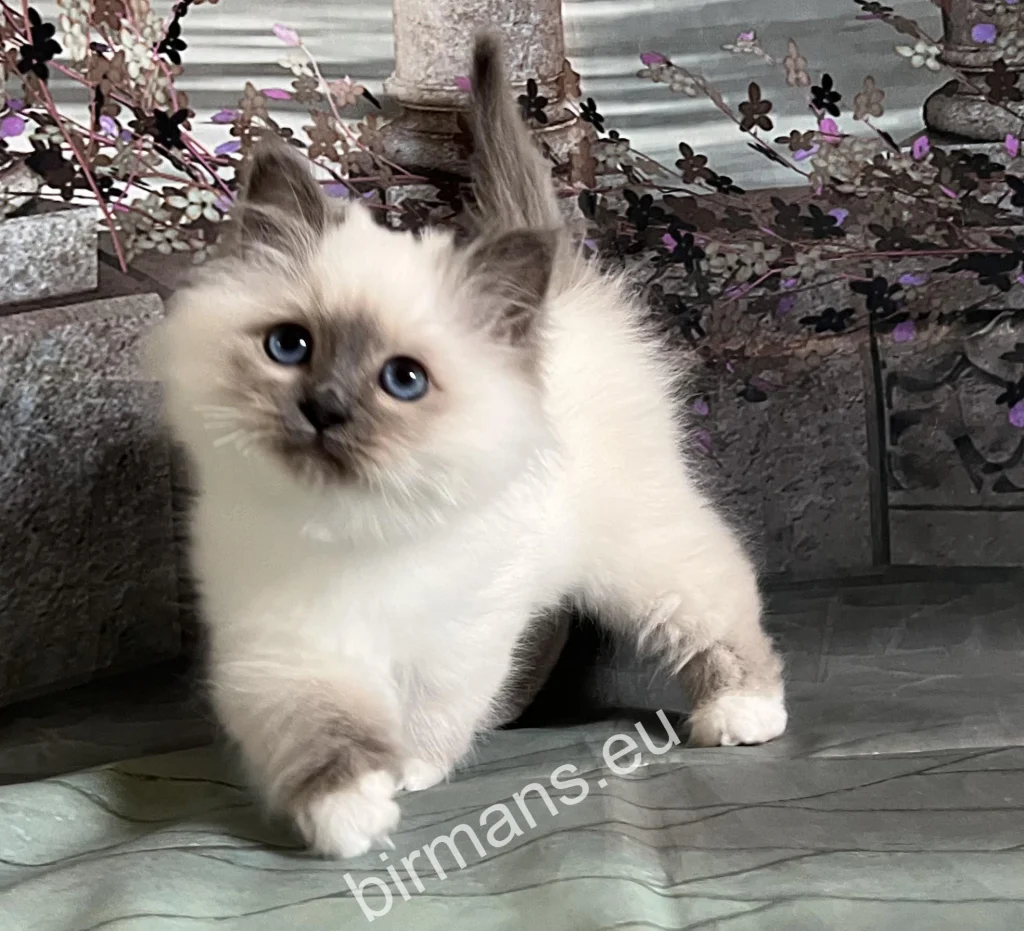 Cachorro de gato Sagrado de Birmania Saba Tracie Saba Birman antes de partir hacia su nueva familia en EE. UU.