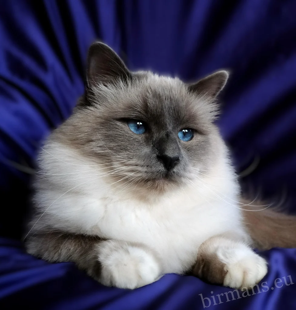 WCH Azzurro dei Baffi Buffi of Saba – retrato de macho World Champion, con hermosos ojos azules.