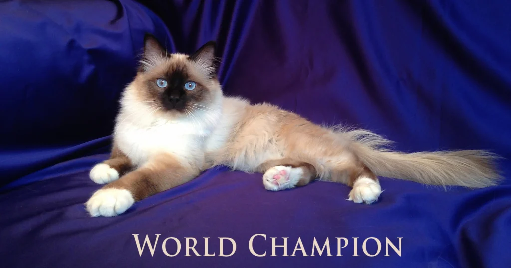 WCH Moonlight Yenzo of Saba («Yoda») – el primer macho World Champion del criadero Saba Birman.