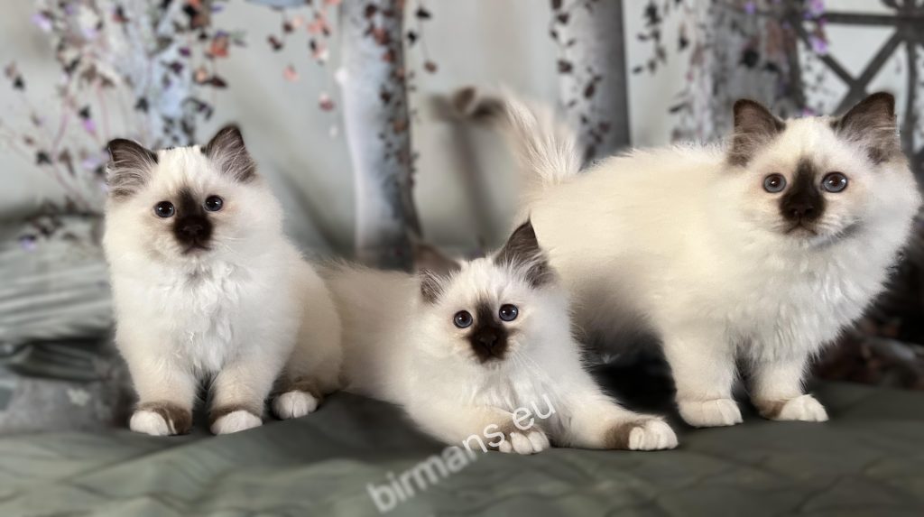 Tres gatitos Saba Birman de color chocolate juntos – camada armoniosa, ojos azules característicos y apariencia uniforme