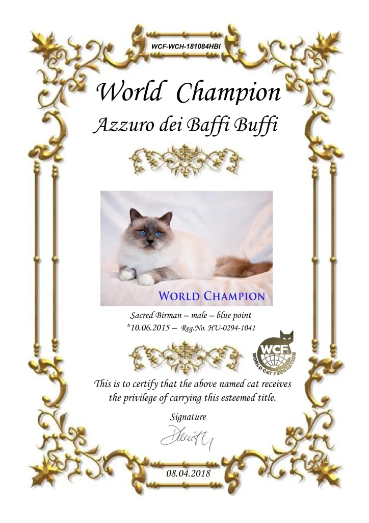 Certificado oficial de Campeón Mundial WCF de WCH Azzurro dei Baffi Buffi of Saba