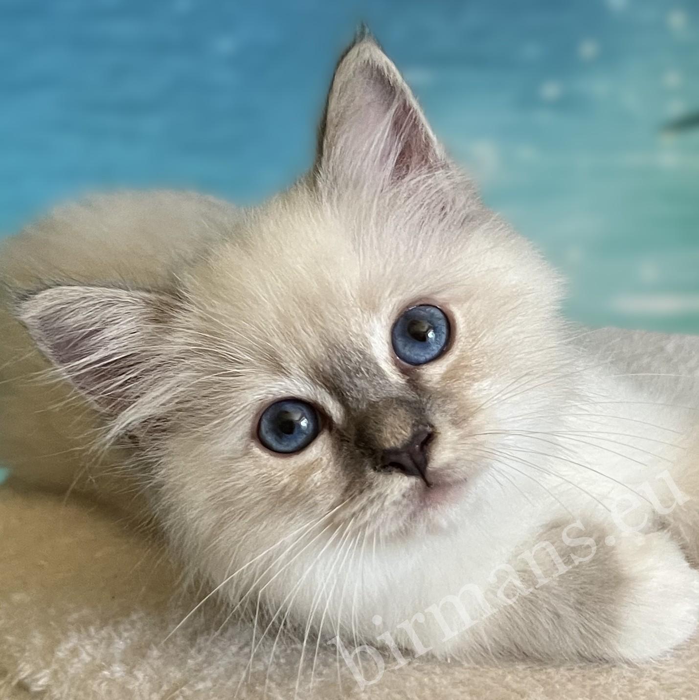 Primer plano de los ojos de Saba Zeno, gatito macho blue lynx point disponible.