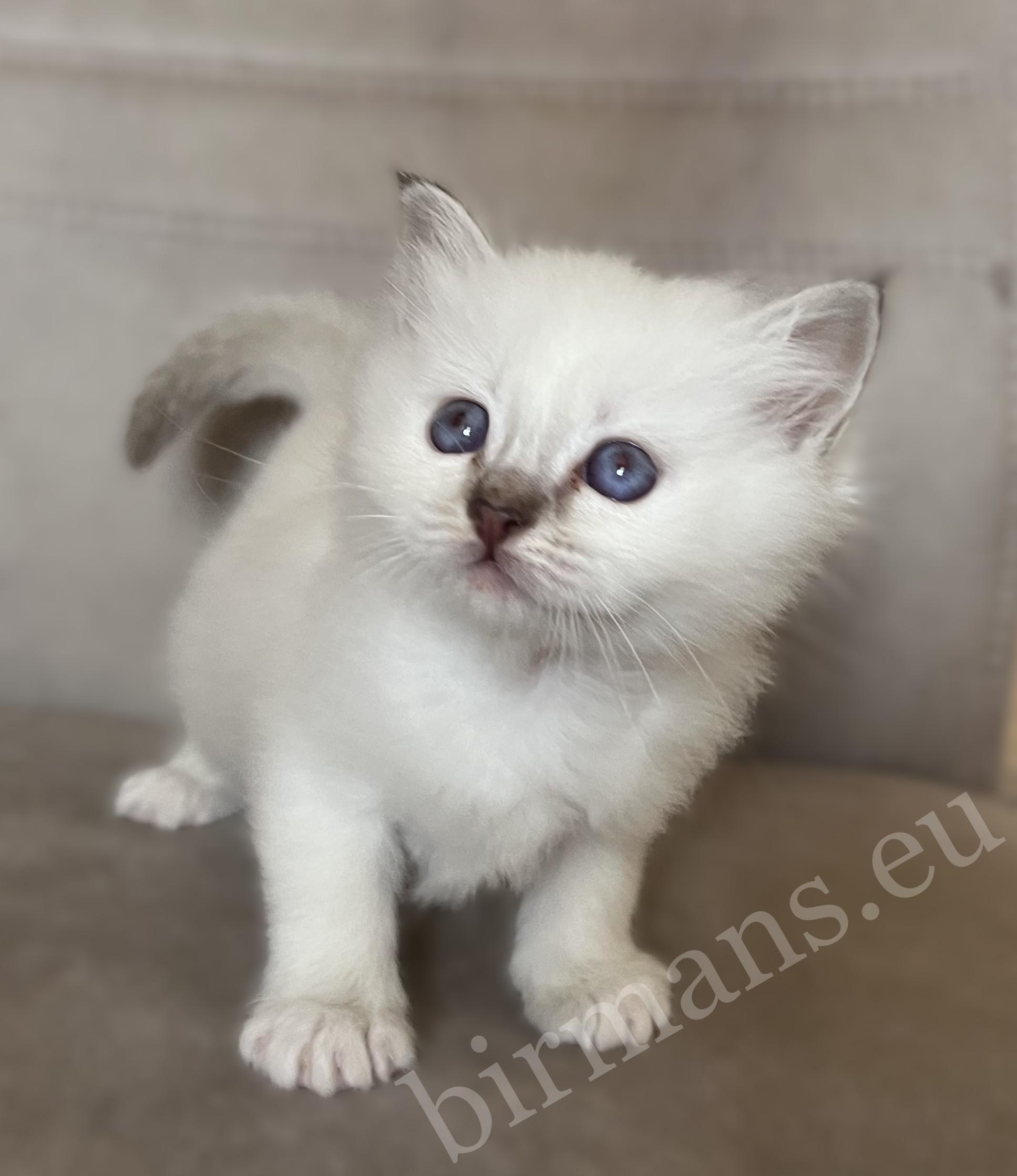 Saba Willow, gatita Birman hembra chocolate atigrado en posición de pie