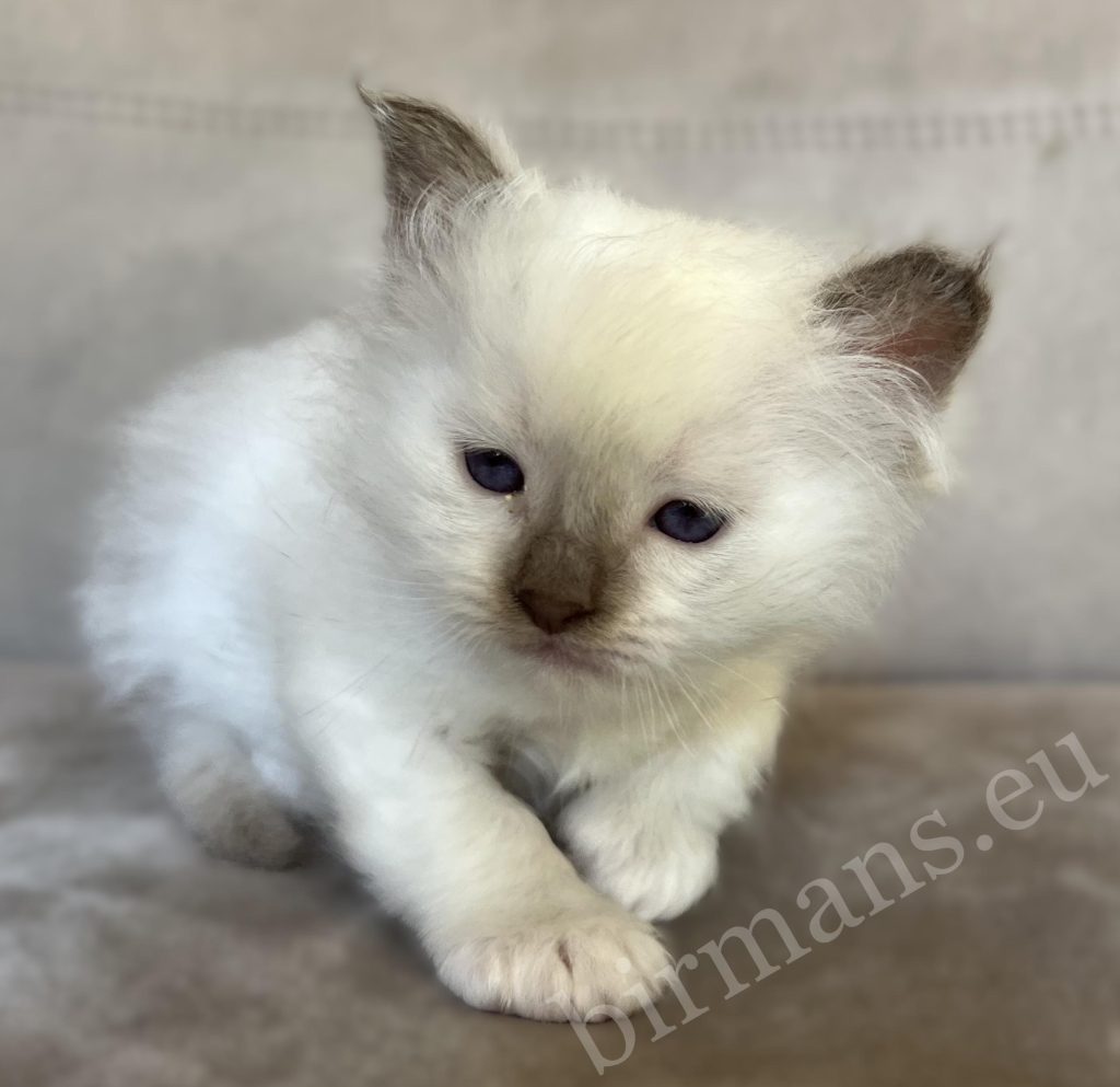 Gatito Birman macho chocolate point Saba Xavian